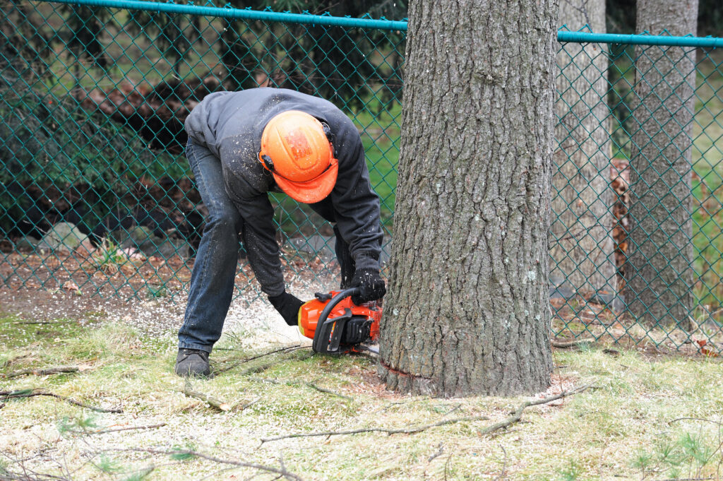 tree removal services in the bronx