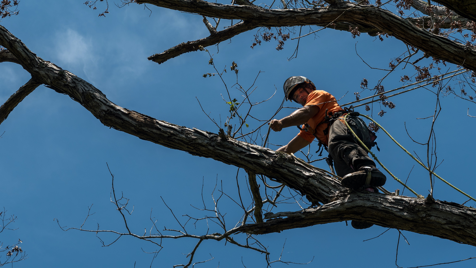 brinx tree services